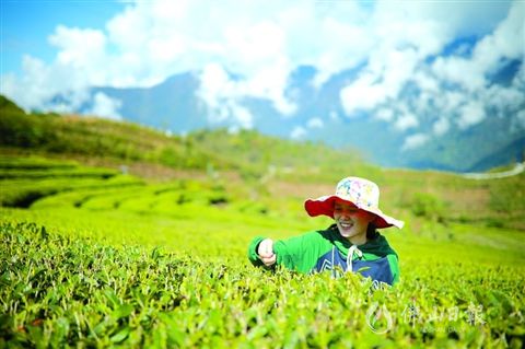 墨脱县果果塘茶园建设项目